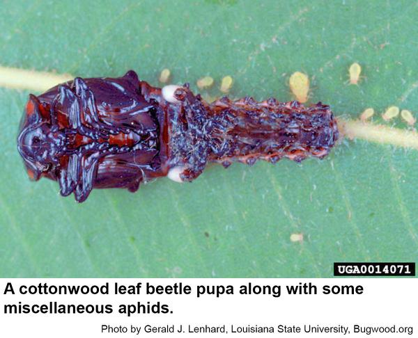 Cottonwood leaf beetle pupa along with some miscellaneous aphids